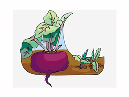 Củ cải tím có lá được trồng dưới đất