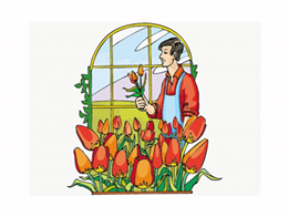 Người đàn ông hái hoa tulip ở trong vườn