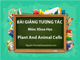 Plant And Animal Cells